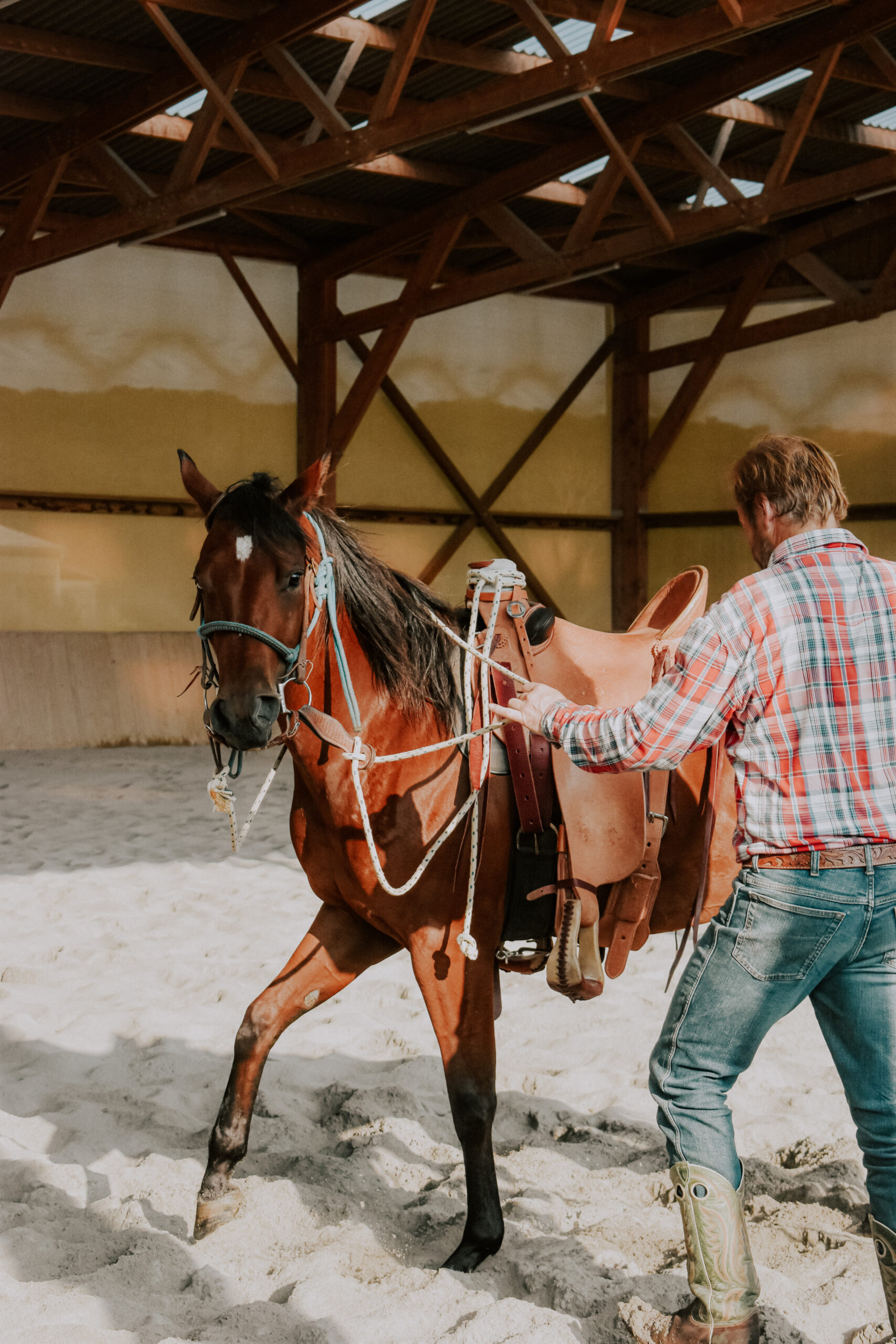 Entraînement Chevaux William Haar