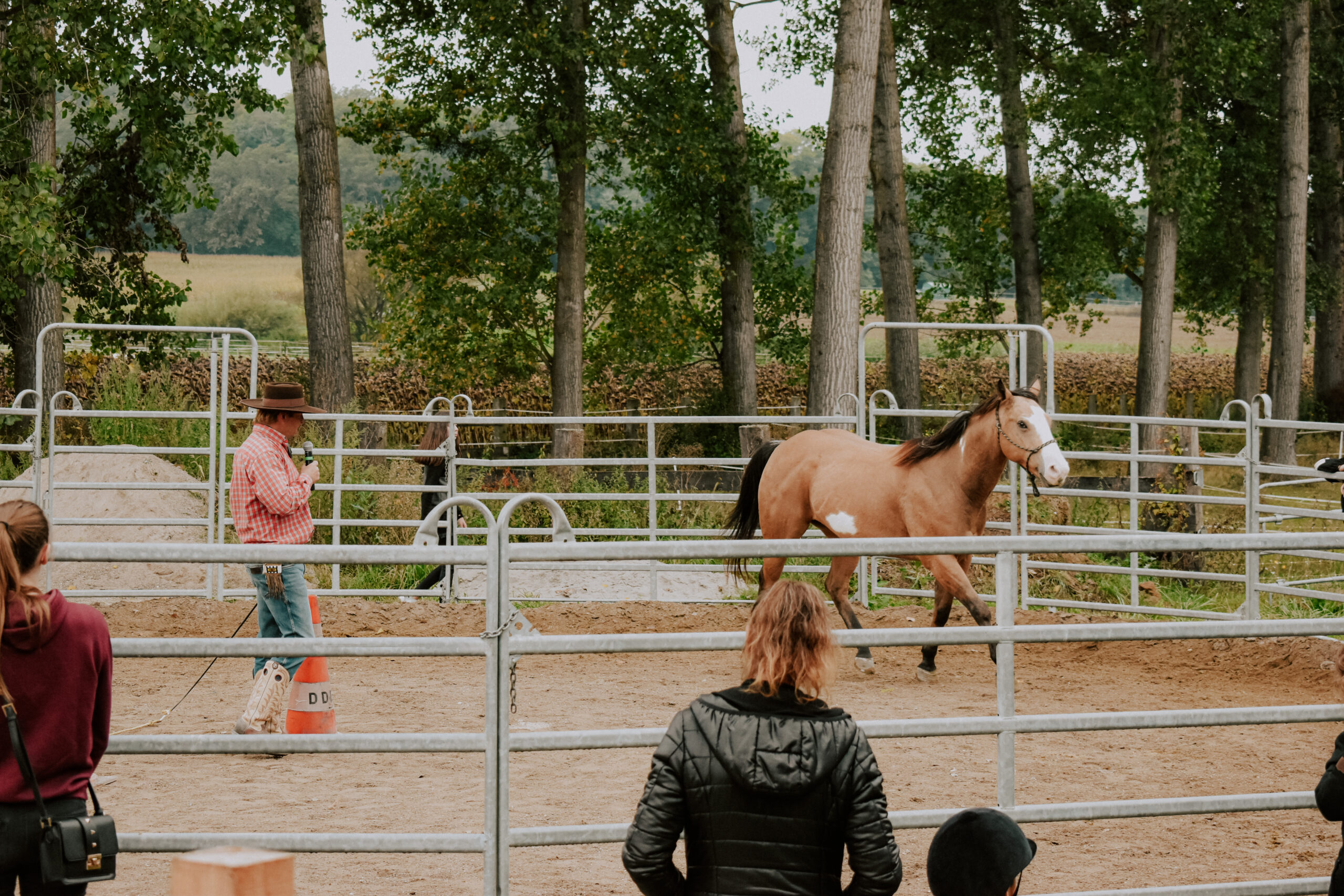 Cheval en liberté éthologie Wiliam Haar