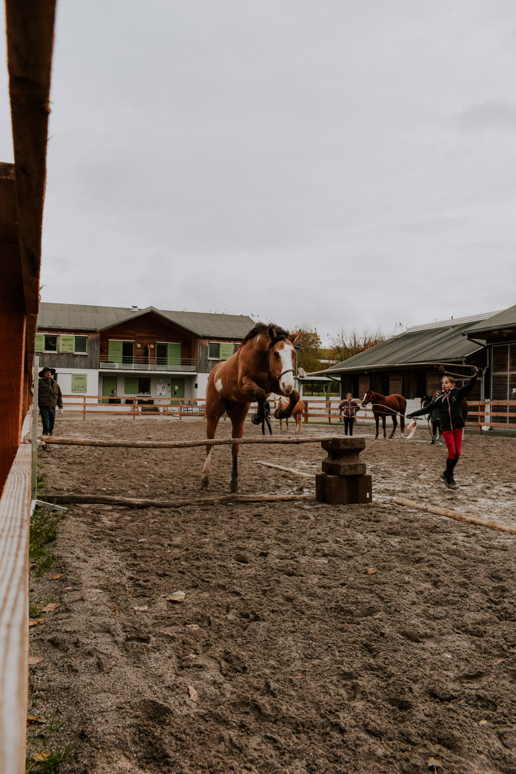 Stage saut d'obstacle