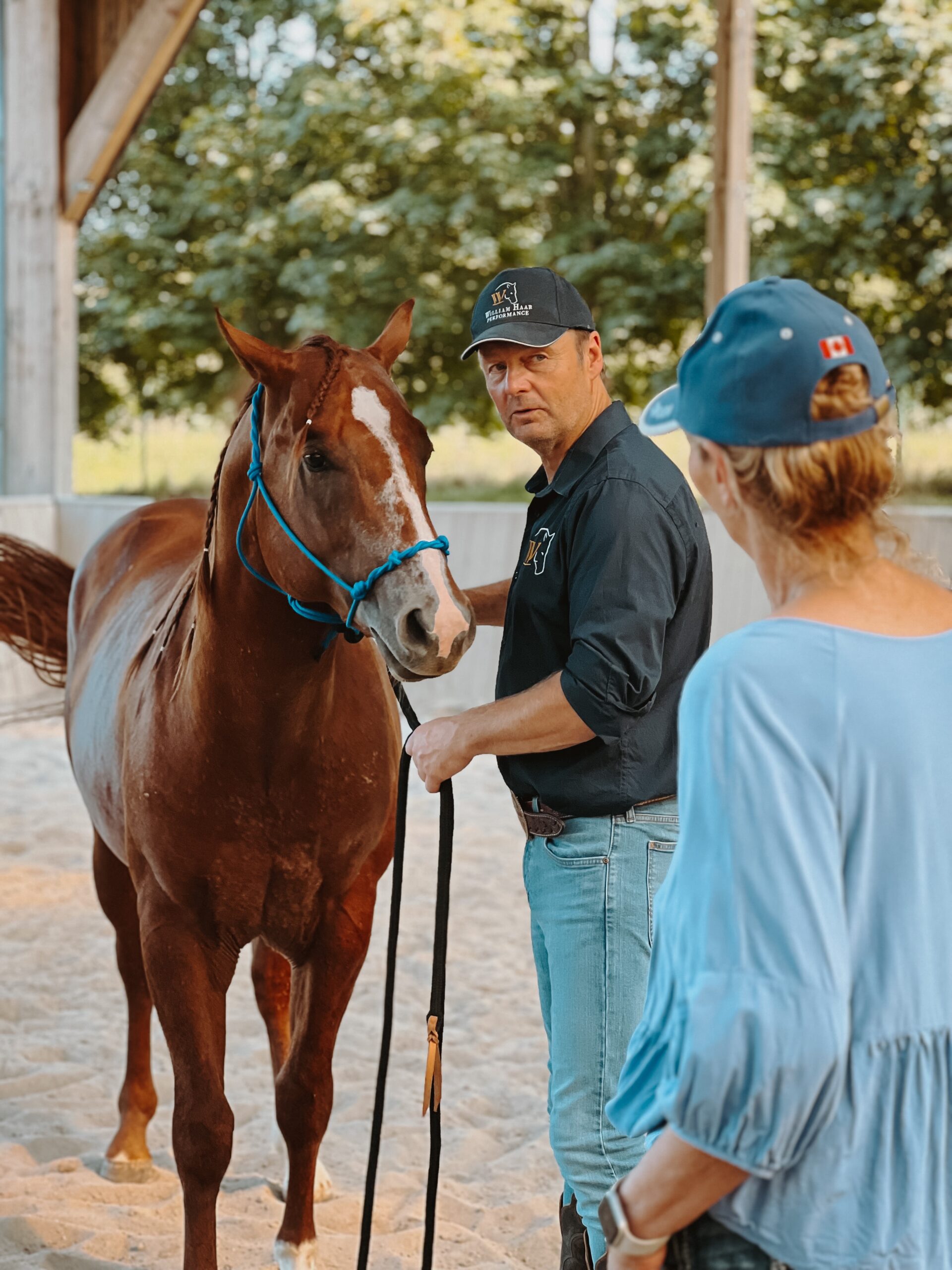 Conseil professionnel achat cheval